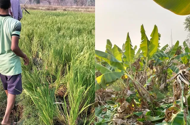 ପାଣି ସନ୍ଧାନରେ ଆସି ଧାନ, କଦଳୀ କିଆରି ନଷ୍ଟ କଲେ ହାତୀ