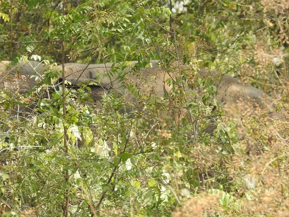 କରଡ଼ିରେ ଆଖୁ, ତରଭୁଜ, ଆମ୍ବ ବଗିଚା ନଷ୍ଟ କଲେ ହାତୀ