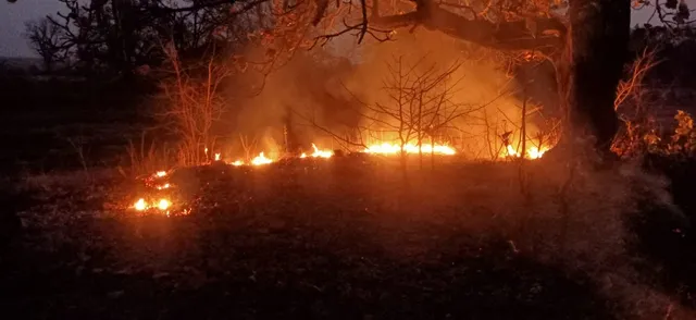 ୩ ଦିନ ହେବ ଜଳୁଛି ସୁନାବେଡ଼ା ଅଭୟାରଣ୍ୟ, ସଂକଟରେ ବନ୍ୟଜନ୍ତୁ