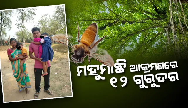 ମହୁମାଛି ଆକ୍ରମଣରେ ୧୨ ଜଣ ଗୁରୁତର, ସୋନପୁର ଡାକ୍ତରଖାନାରେ ଭର୍ତ୍ତି