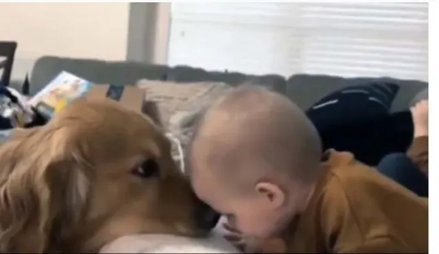 ଦେଖନ୍ତୁ କିପରି ମାଲିକର ଶିଶୁକୁ କୁକୁର ଦେଉଛି ମା’ର ସ୍ନେହ