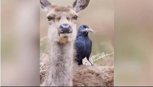 ହୃଦୟସ୍ପର୍ଶୀ ଦୃଶ୍ୟ! ଦେଖନ୍ତୁ କିପରି ବସା ତିଆରି କରିବା ପାଇଁ ପକ୍ଷୀକୁ ନିଜର ଲୋମ ଦାନ କରୁଛି ହରିଣ