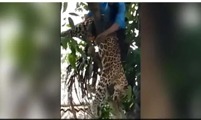 ଗଛ ଉପରକୁ ଚଢ଼ି ସୁରକ୍ଷିତ ଭାବେ ଚିତାବାଘକୁ ଉଦ୍ଧାର କଲେ ବ୍ୟକ୍ତି