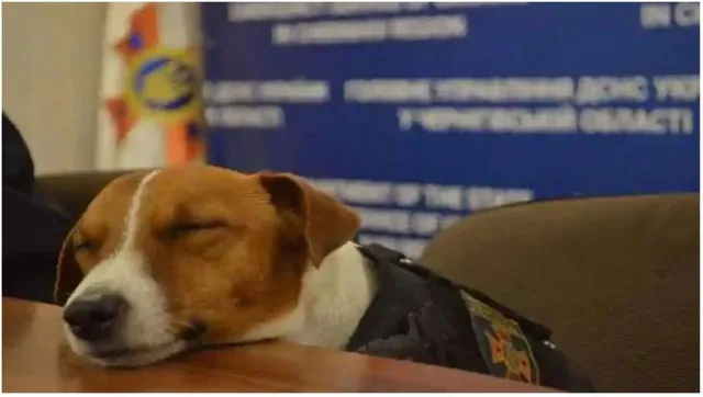 ଶହଶହ ଲୋକଙ୍କ ଜୀବନ ବଞ୍ଚାଇ ହିରୋ ପାଲଟିଗଲା ୟୁକ୍ରେନର ଏହି କୁକୁର