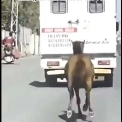 ଅସୁସ୍ଥ ଭଉଣୀକୁ ଆମ୍ବୁଲାନ୍ସରେ ନେଇ ଯାଉଥିବା ଦେଖି ଦୌଡ଼ିଦୌଡ଼ି ହସ୍ପିଟାଲରେ ପହଞ୍ଚିଲା ଘୋଡ଼ା