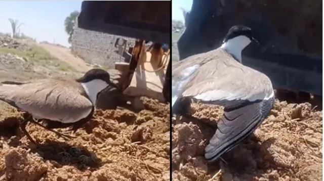 ନିଜ ଛୁଆ ପ୍ରତି ବିପଦ ‌ଦେଖି ଜେସିବି ସାମ୍ନାକୁ ଚାଲି ଆସିଲା ମା’ ପକ୍ଷୀ