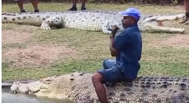 ଦେଖନ୍ତୁ କିପରି ବିଶାଳ କୁମ୍ଭୀର ପିଠିରେ ବସି ଖୁସିରେ ନାଚୁଛନ୍ତି ଏହି ବ୍ୟକ୍ତି