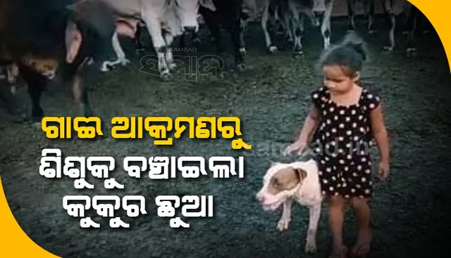 ଦେଖନ୍ତୁ କିପରି ଗାଈମାନଙ୍କ ଆକ୍ରମଣରୁ ଶିଶୁକୁ ବଞ୍ଚାଉଛି କୁକୁର ଛୁଆ