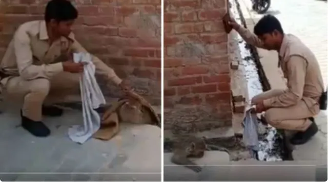 ମା ଗର୍ଭରୁ ମୃତ ଛୁଆକୁ ବାହାର କରି ମାଙ୍କଡର ଜୀବନ ବଞ୍ଚାଇଲେ ଏହି ପୁଲିସ କର୍ମୀ