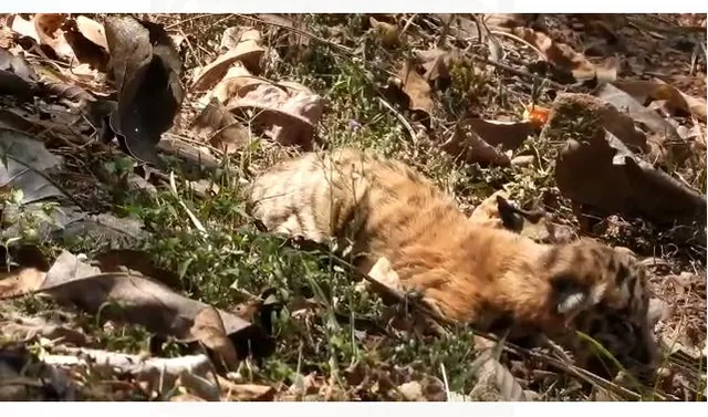 ନନ୍ଦନକାନନରେ ପୁଣି ଆଖି ବୁଜିଲା ବାଘ ଶାବକ