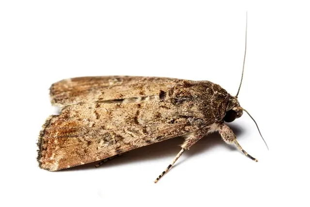 ସମଗ୍ର ବିଶ୍ବରେ ଖାଦ୍ୟଶସ୍ୟ ଉତ୍ପାଦନ ପ୍ରତି ବିପଦ ନିଶାଚର ପ୍ରଜାପତି ‘ଫଲ୍‌ ଆର୍ମିୱାର୍ମ’: ଜାତିସଂଘ