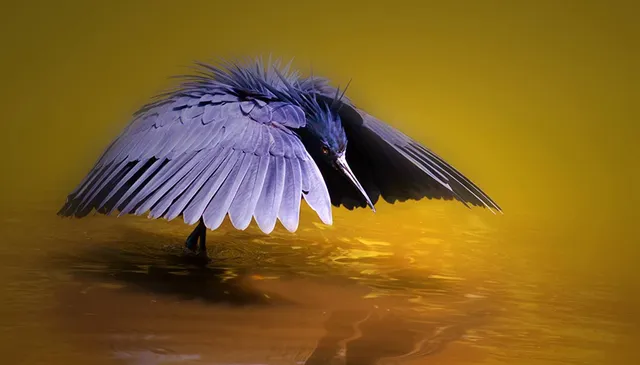 ନୂଆ ସମୟ, ନୂଆ କଥା: ମାଛ ଧରିବା ପାଇଁ ପକ୍ଷୀ ପାଲଟିଯାଏ ଛତା ଏବଂ ବଳୁଆ କଙ୍କଡ଼ା