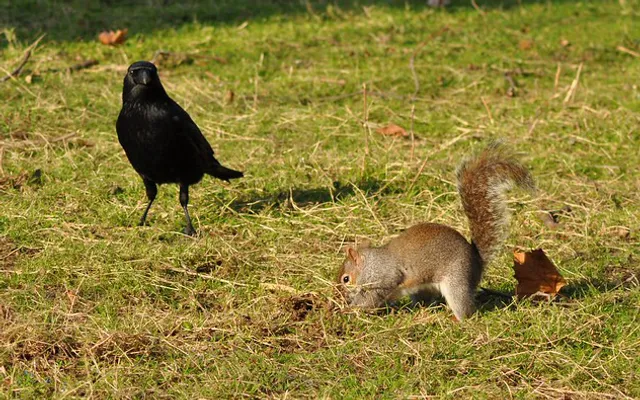 କାଉ ଓ ଗୁଣ୍ଡୁଚି ମୂଷା