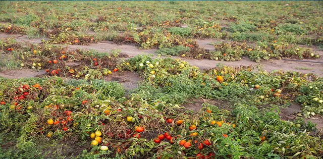 ପରିବା ଚାଷରୁ ଚାଷୀ ବିମୁଖ, ବିଲରେ ଟମାଟୋ ୪୦, ବଜାରରେ ଶହେ