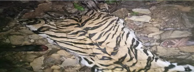 ମହାବଳକୁ ବିଷ ଦେଇ ମାରିବା ଘଟଣା; ମୁଖ୍ୟ ଅଭିଯୁକ୍ତର ବାପା ଭାଇ ଗିରଫ