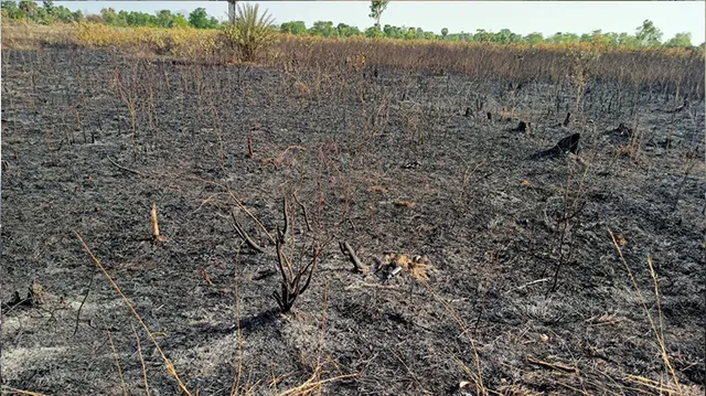 ଜଗନ୍ନାଥ ବନ ପ୍ରକଳ୍ପ ପୋଡ଼ିଦେଲେ ଦୁର୍ବୃତ୍ତ