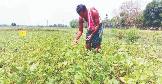 ମୁଗ ଚାଷ ଦେଖାଇଛି ରୋଜଗାର ପନ୍ଥା