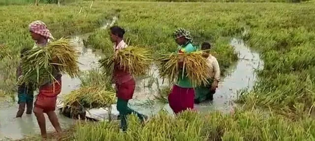 ପାୱାର ଚାନେଲ୍‌ ପାଣିରେ ବୁଡ଼ିଗଲା କ୍ଷେତ