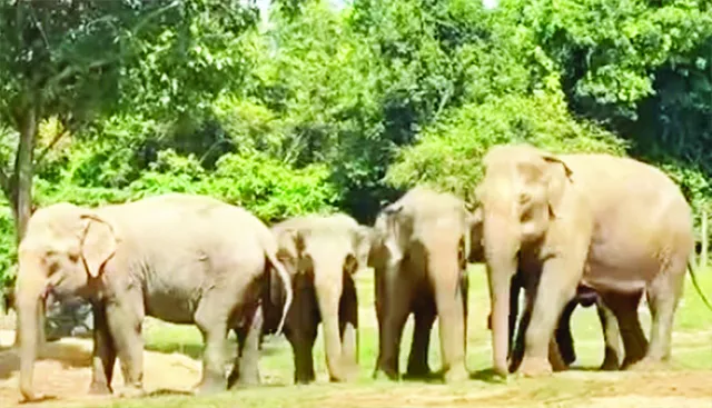 ଦୁଧିଆଣି ବନାଞ୍ଚଳକୁ ପୁଣି ଫେରିଲେ ଝାଡ଼ଖଣ୍ଡୀ ହାତୀପଲ