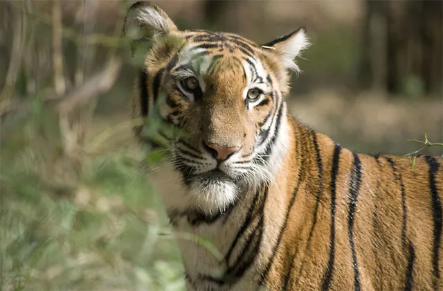 କୋମନା ଅଞ୍ଚଳରେ ବାଘ ଆତଙ୍କ