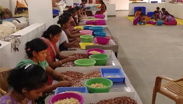 କାଜୁ ରପ୍ତାନୀ ହ୍ରାସ: ବିପନ୍ନରେ ୧୬ ହଜାର ଲୋକଙ୍କ ଜୀବିକା