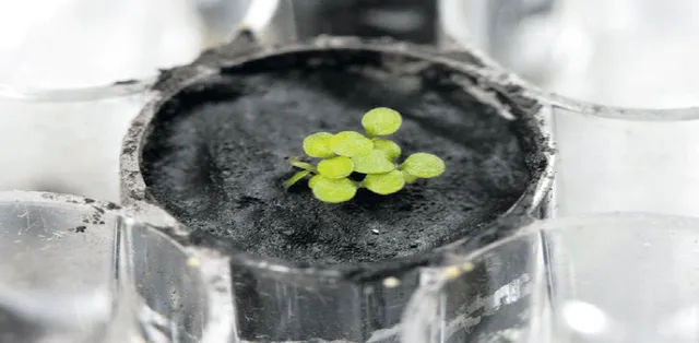 ଚନ୍ଦ୍ର ମାଟିରେ ଗଛ!