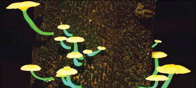 ଛତୁର ଗହନ କଥା