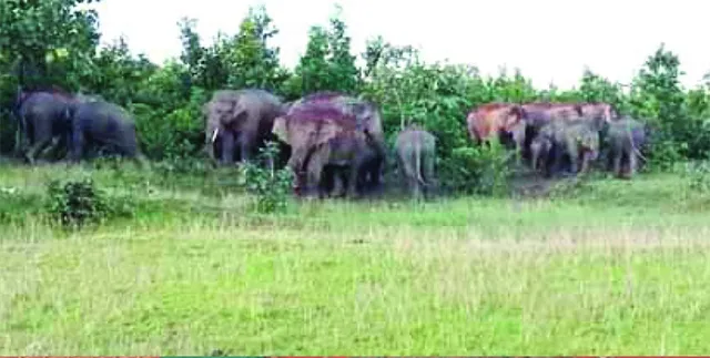 କରଞ୍ଜିଆ ବନାଞ୍ଚଳରେ ହାତୀପଲ