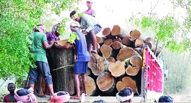 କାଠ ବୋଝେଇ ଟ୍ରକ୍‌ ଗଲା କୁଆଡ଼େ? ପୁଲିସ,ବନ ବିଭାଗ କହିଲା ଡାହା ମିଛ