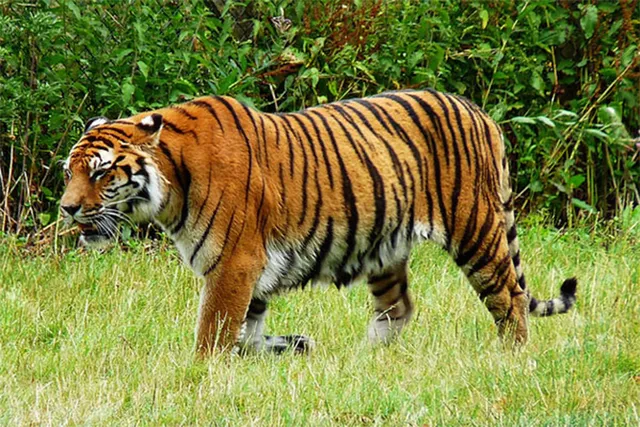 ବୋଡ଼େନ ବ୍ଲକ୍‌ରେ ବାଘ ଆତଙ୍କ: ୩ ବାଛୁରୀକୁ ଆକ୍ରମଣ