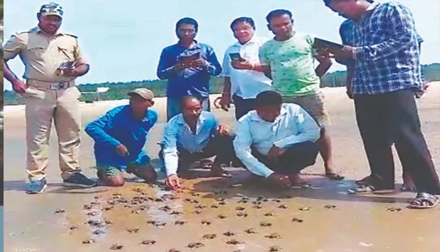 ସମୁଦ୍ରକୁ ଗଲେ ୧୧୬ ଅଲିଭ୍‌ ରିଡ୍‌ଲେ ଶାବକ