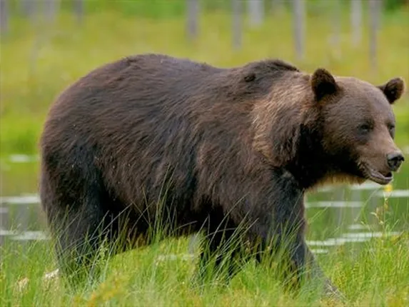 ଭାଲୁ ଆକ୍ରମଣରେ ୩ ଗୁରୁତର