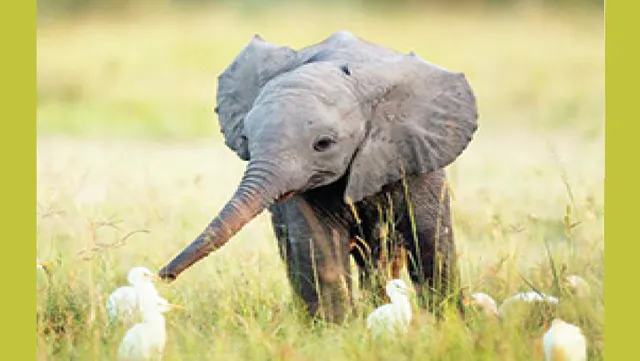 କୌତୁକିଆ ହାତୀ ଛୁଆ