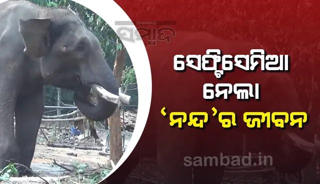 ସେଫଟିସେମିଆ ସଂକ୍ରମଣରେ ଆକ୍ରାନ୍ତ ଥିଲା ‘ନନ୍ଦ’