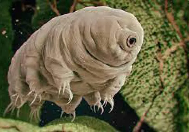 ଗରମ ପାଣିରେ ବି ରହିପାରେ ଜୀବିତ