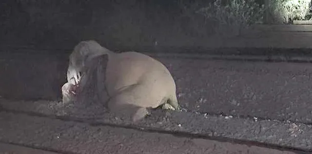 ଟ୍ରେନ୍‌ ଧକ୍କାରେ ଆହତ ୩ ହାତୀ ଆଖି ବୁଜିଲେ, ଏବେ ବି ଆଖପାଖରେ ବୁଲୁଛନ୍ତି ୧୯ ହାତୀ