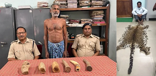 ବାଘଛାଲ ଓ ହାତୀଦାନ୍ତ ଜବତ, ୨ ଗିରଫ