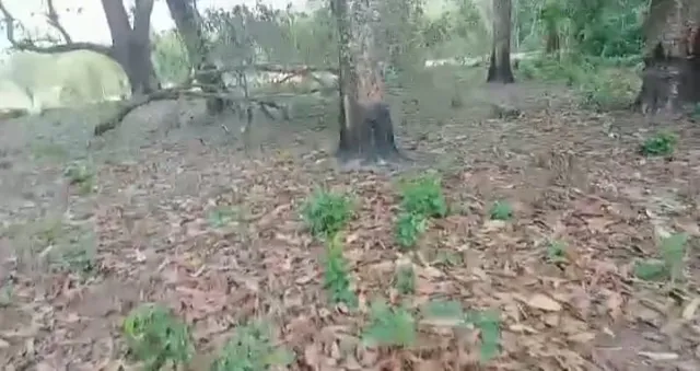 ପୋଡୁ ଚାଷ ପାଇଁ ଜଂଗଲ ଧ୍ବଂସ, ବନବିଭାଗ ନିରବଦ୍ରଷ୍ଟା