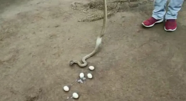 ଘର ଭିତରକୁ ପଶିଯାଇ କୁକୁଡ଼ାକୁ ମାରି ଖାଇଲା ନାଗ, ଖାଇଥିବା ୬ଟି ଅଣ୍ଡାରୁ ୫ଟି ଉଗାଳିଲା