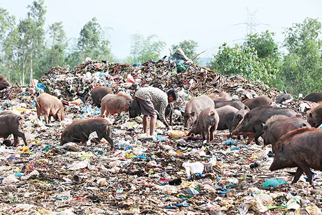 ବାୟୋମାଇନିଂ ପ୍ରକଳ୍ପ: ବିଏମ୍‌ସିର ବୁଦ୍ଧି ବଣା