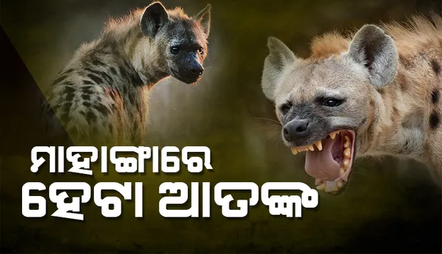 ହେଟା ଆତଙ୍କ; ସନ୍ଧ୍ୟାରେ ପଡ଼ି ଯାଉଛି ତାଟିକବାଟ, ସ୍ଥାନ ଚିହ୍ନଟ ନେଇ ଦୁଇ ବନାଞ୍ଚଳ ଅଧିକାରୀ ଦୋଷ ଲଦାଲଦି