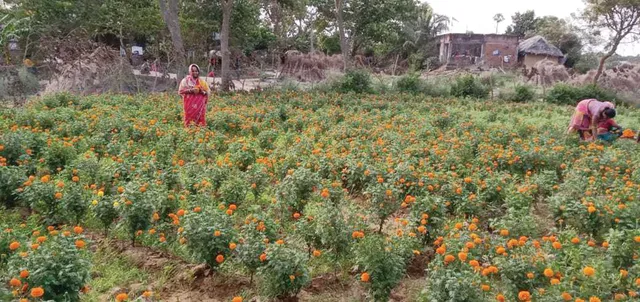 ସଫଳ କାହାଣୀ, ଜୀବିକା ଯୋଗାଇଛି ଗେଣ୍ଡୁଫୁଲ ଚାଷ, ଆଉ ଯିବାକୁ ପଡ଼ୁନି କଲିକତା...