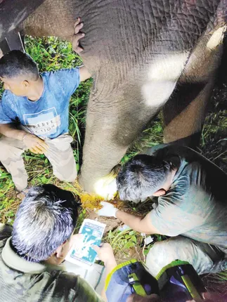 ବନବିଭାଗ ହାତରେ ଧରାଦେଲା ଅସୁସ୍ଥ ଦନ୍ତା; ଟ୍ରାଙ୍କୁଲାଇଜ୍‌ ପରେ ଚିକିତ୍ସା ହେଲା