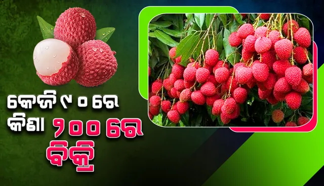 କୋରାପୁଟ ଲିଚୁ ଉପରେ ଆନ୍ଧ୍ର ବ୍ୟବସାୟୀଙ୍କ ନଜର, କିଲୋ ପିଛା ଲାଭ କରୁଛନ୍ତି ୧୧୦ ଟଙ୍କା