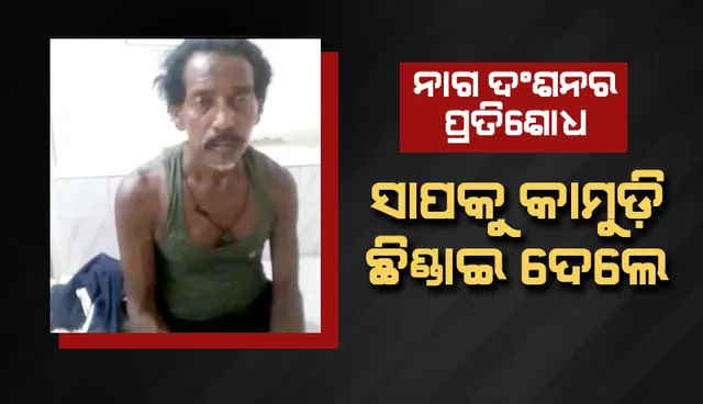 ନାଗ ଦଂଶନର ପ୍ରତିଶୋଧ, ସାପକୁ କାମୁଡ଼ି ଛିଣ୍ଡାଇ ଦେଲେ