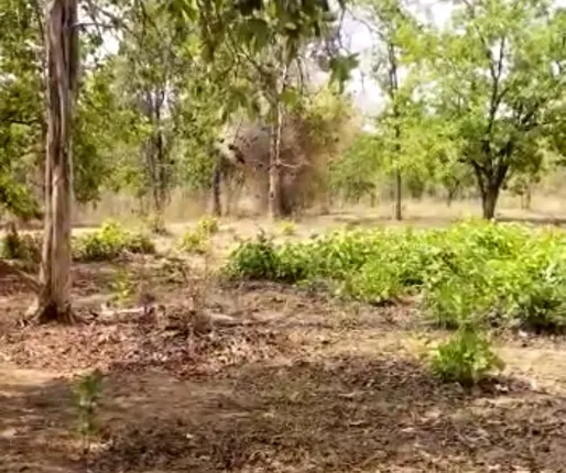 ନକ୍ସଲଙ୍କ ଲ୍ୟାଣ୍ଡମାଇନ ବିସ୍ଫୋରଣ ଫସର ଫାଟିଲା