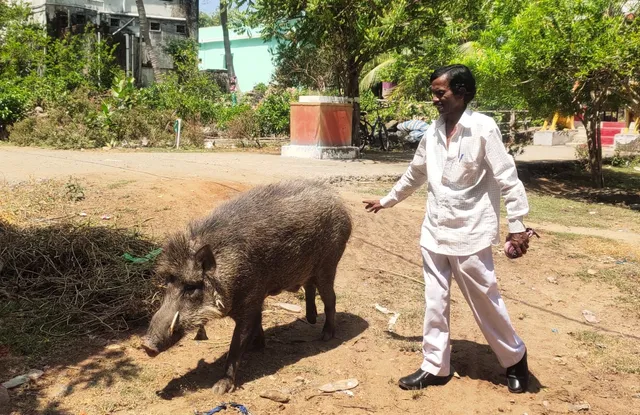 ୨୫ ବର୍ଷ ଧରି ମଣିଷ ପ୍ରେମରେ ପଡିଛି ଜଙ୍ଗଲୀ ବାରହା