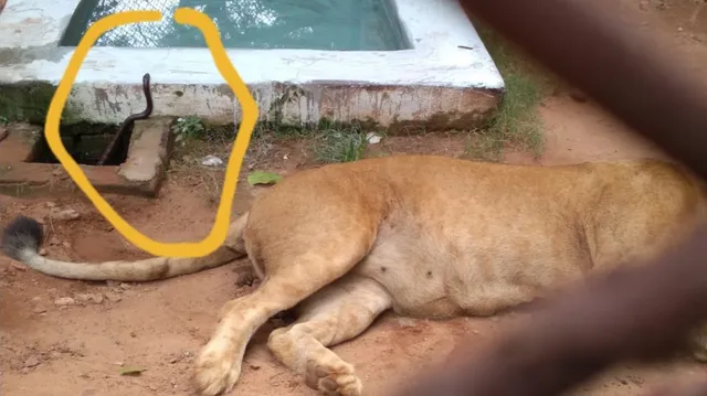 ନନ୍ଦନକାନନ ପାଇଁ ଅଶୁଭ ଶନିବାର: ଚିତି କାମୁଡ଼ାରେ ଆଖି ବୁଜିଲା‌ ଗଙ୍ଗା, ଇସ୍ରାଏଲ୍‌ରୁ ଆସିଥିଲା