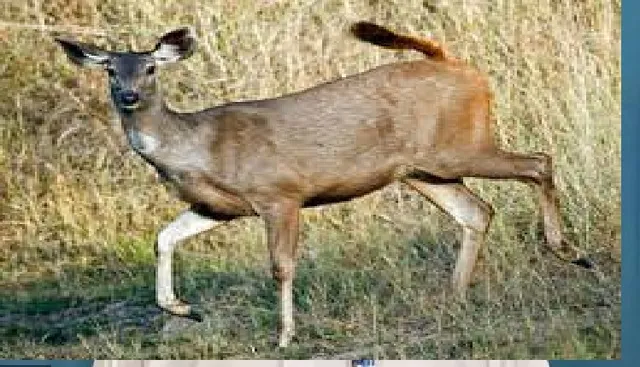 ବଡ଼ଖଲିଆ ଗ୍ରାମରେ କୁଟୁରା ଶିକାର ଅଭିଯୋଗ, ୨ ଅଭିଯୁକ୍ତ ଗିରଫ