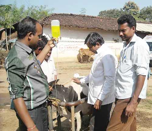 ଦୟନୀୟ ସ୍ଥିତିରେ ପ୍ରାଣୀ ଚିକିତ୍ସା ବ୍ୟବସ୍ଥା, ରାଜ୍ୟରେ ୩ ଶହ ଭିଏଏସ୍‌ ପଦ ଖାଲି